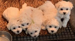 6 Week old puppies